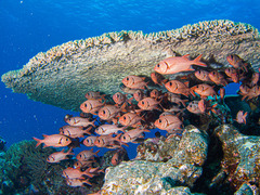 Bigscale Soldierfish photo 5