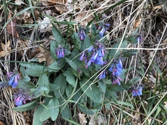 Mertensia oblongifolia