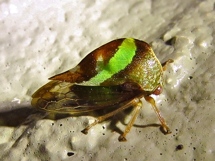 Smilia fasciata