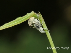 Eugnathus distinctus