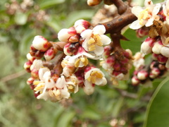 Rhus ovata
