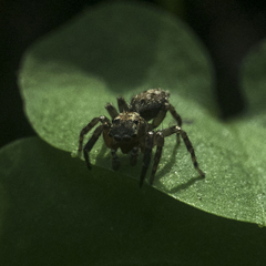 Mexigonus morosus