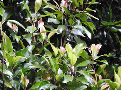 Syzygium aromaticum