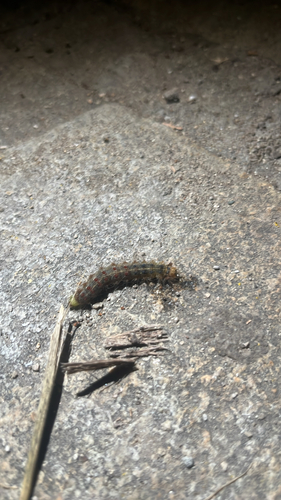 Spongy Moth