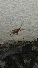 Gryllodes sigillatus