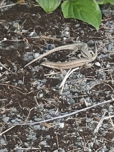 Common Wall Lizard