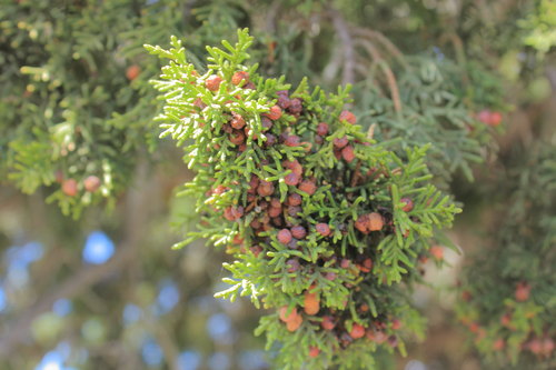 Rose-fruited Juniper