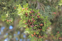 Juniperus coahuilensis