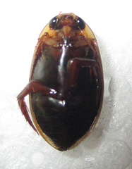 Dytiscoidea