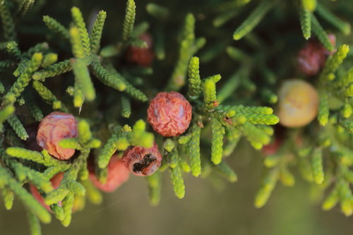 Rose-fruited Juniper