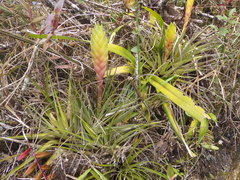 Tillandsia lampropoda