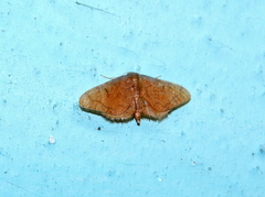Idaea amplipennis