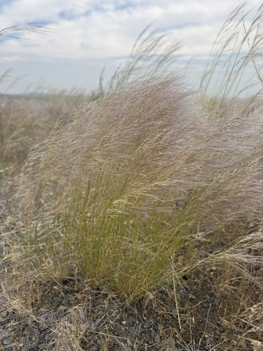 Stipagrostis uniplumis, 2026-06-18