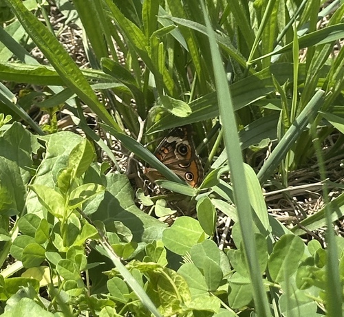 Common Buckeye