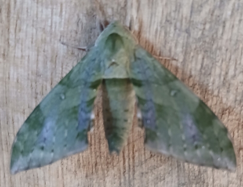 Chloroclanis virescens