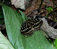 Lexias pardalis dirteana