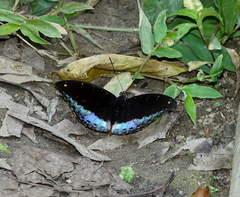 Lexias pardalis dirteana