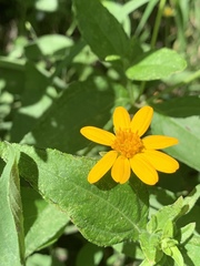 Aspilia mossambicensis