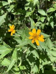 Aspilia mossambicensis