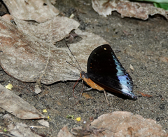 Lexias pardalis dirteana