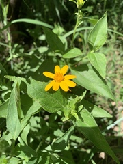 Aspilia mossambicensis