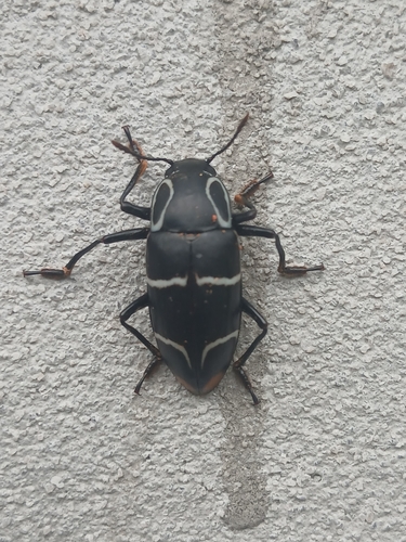 Linodesmus stuhlmanni