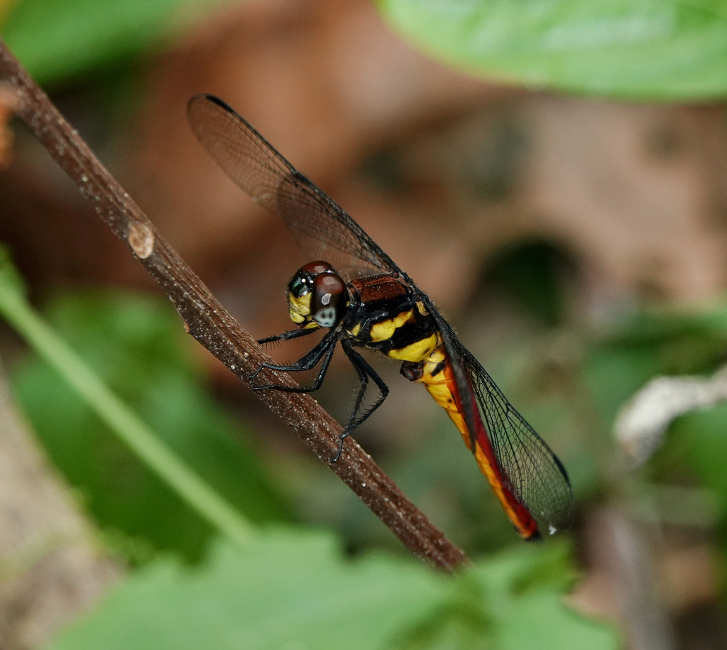 Two Banded Bloodtail