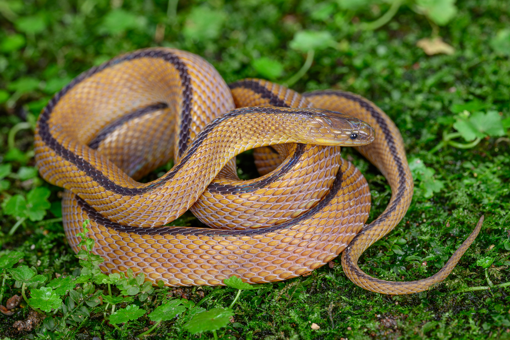 Huang's Odd-Scaled Snake