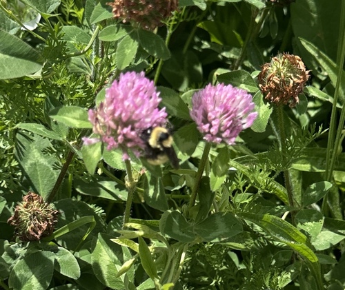 Bombus Fervidus