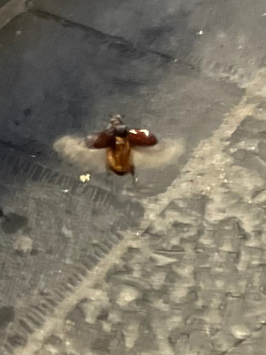 Oryctes nasicornis corniculatus