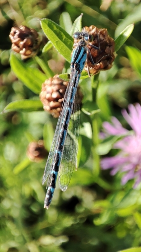 Common Blue Damselfly