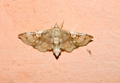 Omphisa anastomosalis