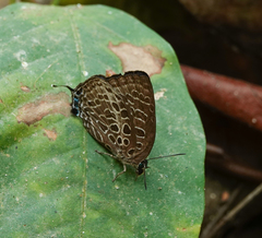 Arhopala dispar