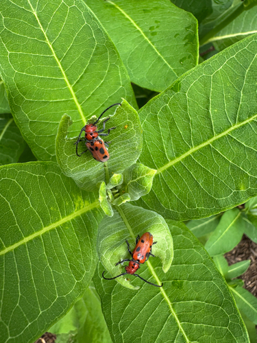 Red Milkweed Beetle