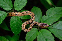 Boulenger's Slug Snake photo 3