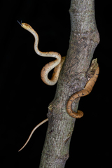 Boulenger's Slug Snake photo 2