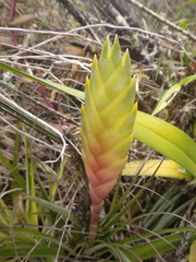 Tillandsia lampropoda