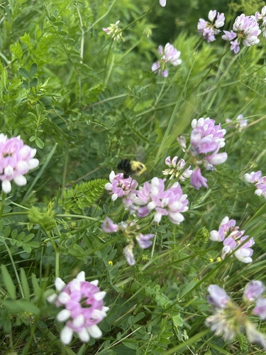 Two-spotted Bumble Bee