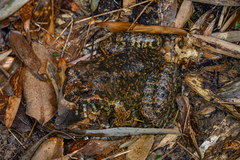 Chinese Edible Frog photo 2