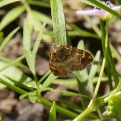 Enchoria lacteata