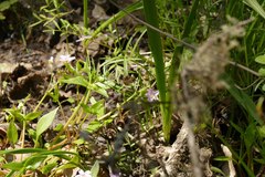 Enchoria lacteata