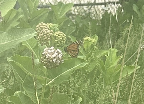 Monarch Butterfly