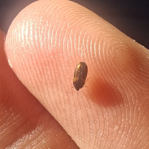 Undertaker Carpet Beetle