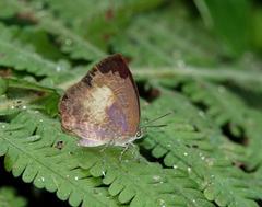 Arhopala perimuta