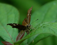 Mooreana trichoneura