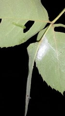 Cladius pectinicornis