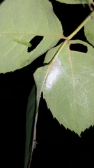 Cladius pectinicornis