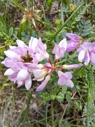 purple crownvetch