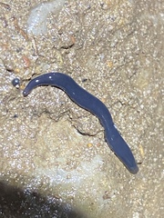 Microplana terrestris