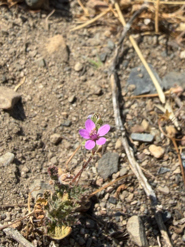 iNaturalist observation photo of Redstem Stork's-bill